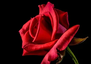 rose, flower, petals, red rose, rose flower, beautiful flowers, nature, red flower, bloom, blossom, flowering plant, flower background, ornamental plant, plant, flora, flower wallpaper, closeup