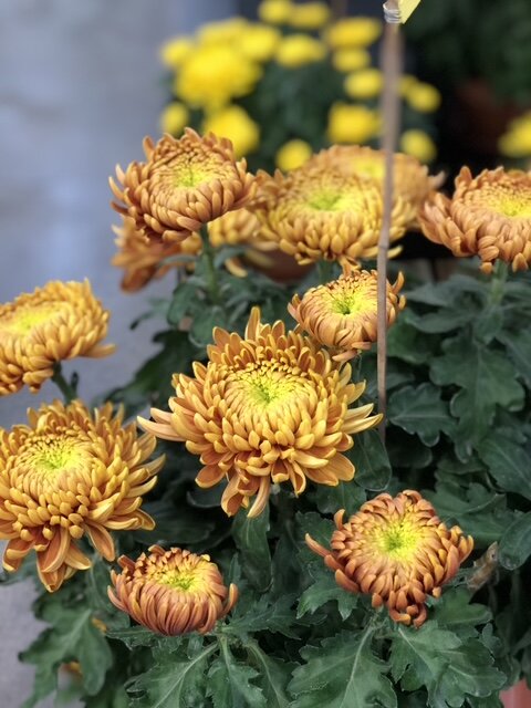 Chrysanthème à grosses fleurs ambre