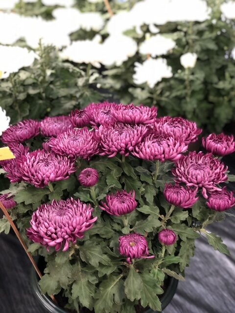 Chrysanthème à grosses fleurs magenta