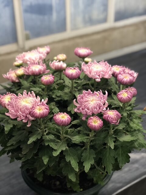Chrysanthème à grosses fleurs rose en pot