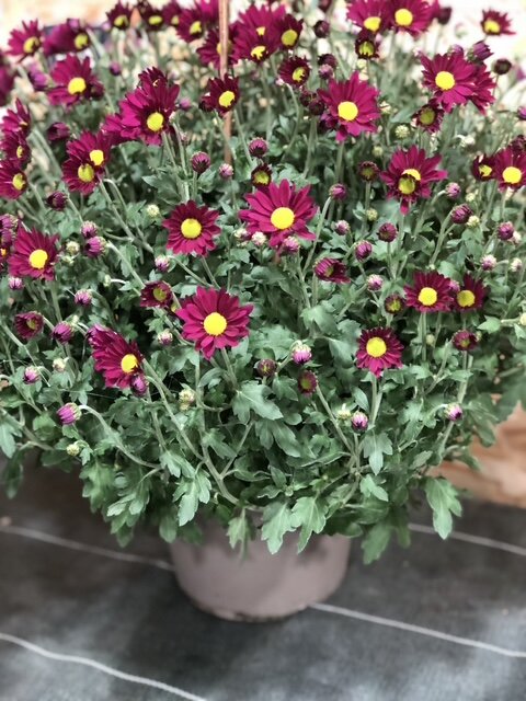 Chrysanthème à fleurs simples magenta