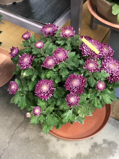 Chrysanthème pompon violet en pot