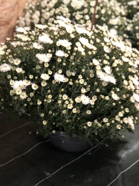 Chrysanthème pomponette blanc