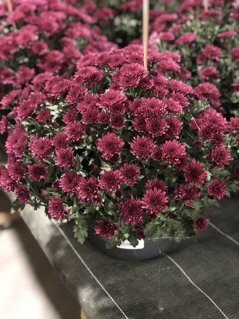 Chrysanthème pomponette bordeaux