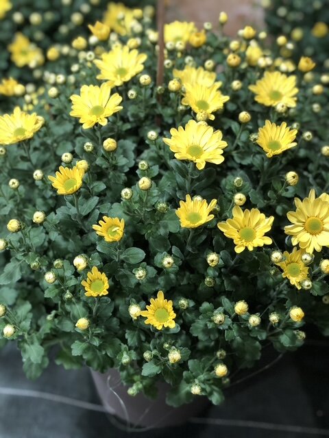 Chrysanthème pomponette jaune
