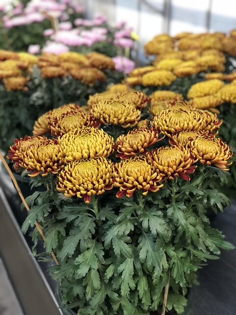 Chrysanthèmes à grosses fleurs bronze préparés en serre, Jantzen Fleurs Aubière