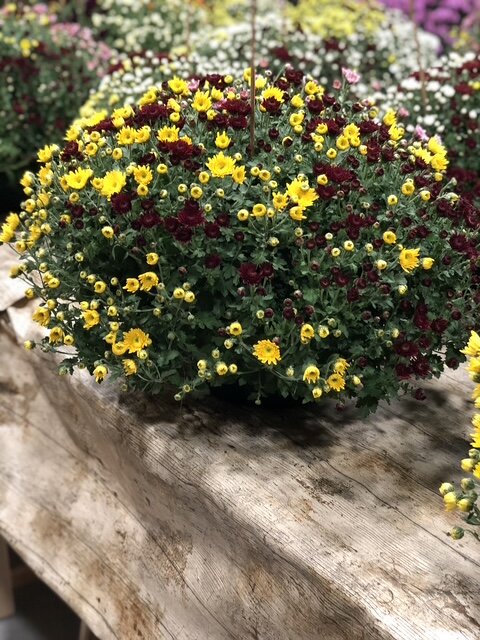 Chrysanthèmes pomponettes jaune, blanc et bordeaux