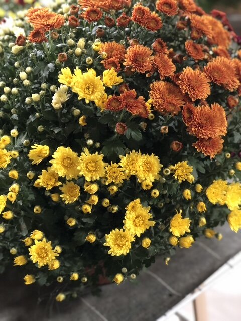 Chrysanthèmes pomponettes orange et jaune pour la Toussaint